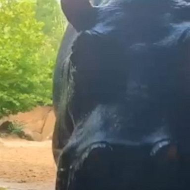 Fiona, a famous hippo at the Cincinnati Zoo, was curious about her keeper’s camera.