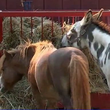 The owner said he received a Snapchat of a teenager riding one of his donkeys before he spotted the group on his property.