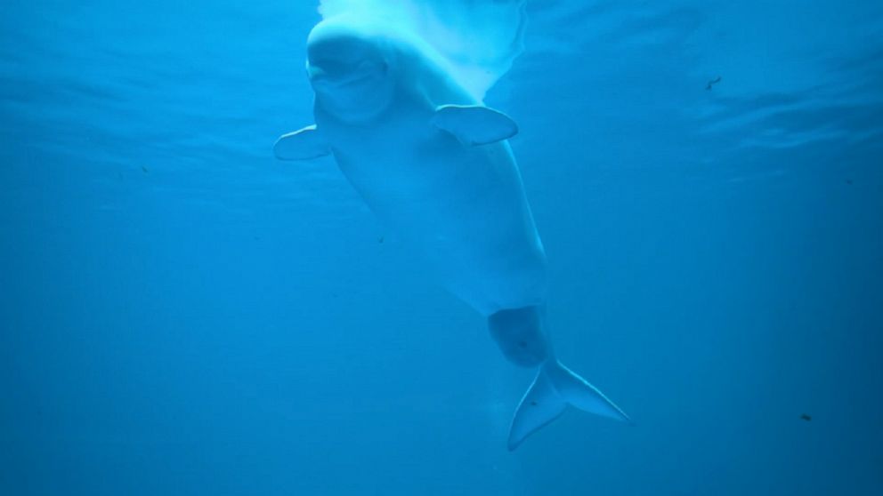 Stranded baby beluga dies in Alaska - The San Diego Union-Tribune