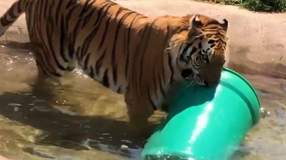 Tigers Cool Off In Pools At Denver Zoo Video Abc News