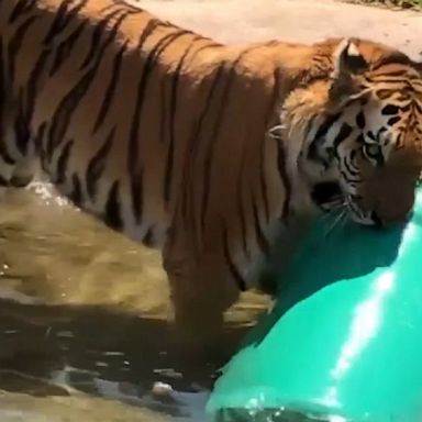 The tigers played with plastic containers in their enclosure on a hot day.