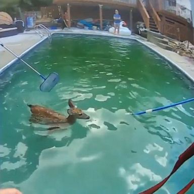 VIDEO: Police rescue fawns from swimming pool