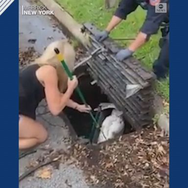 Swan rescued from storm drain 