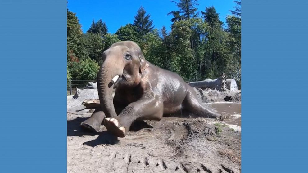 Video Elephant plays in mud bath at Oregon Zoo - ABC News