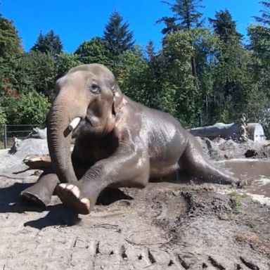 The elephant, named Samudra, had a great time splashing in the mud.