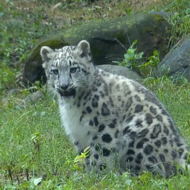 VIDEO: Cute snow leopard cub makes public debut at Brookfield Zoo