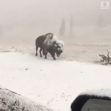 A snow-covered bison was spotted during a winter storm on Labor Day.