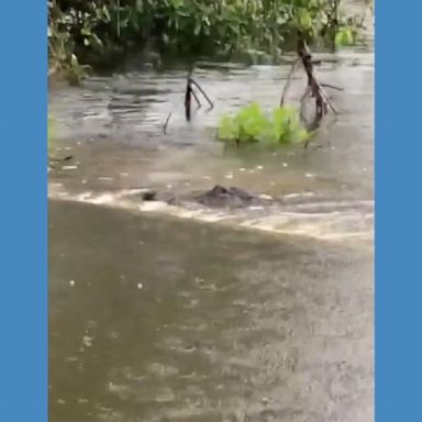 The alligator was spotted in Naples, Florida.