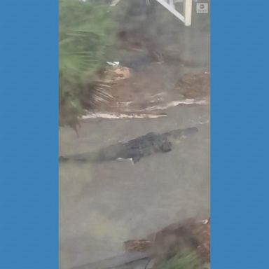 VIDEO: Alligator spotted after Hurricane Sally hits Alabama