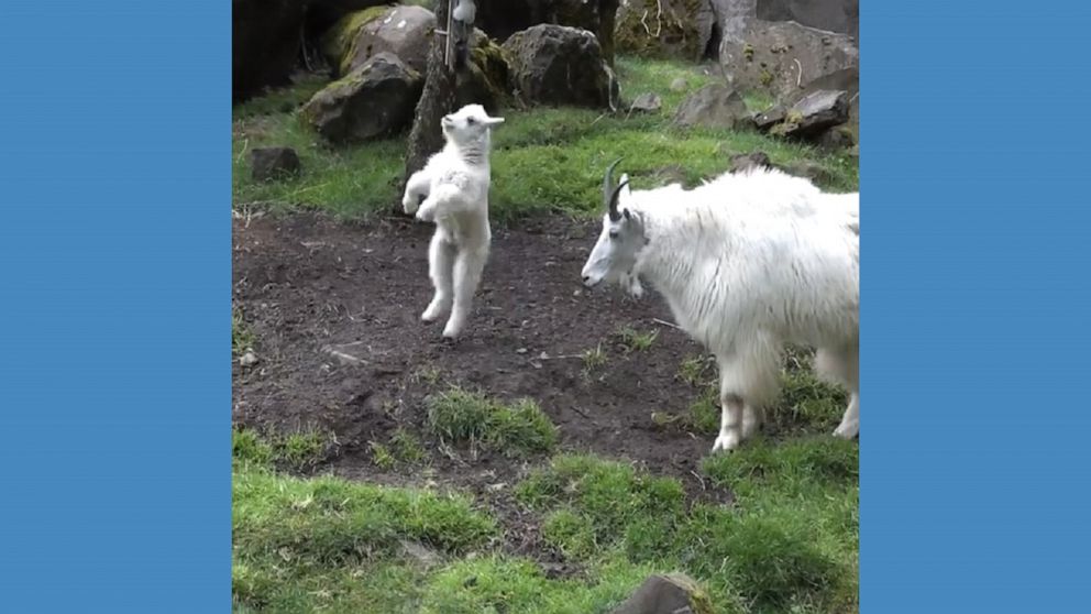 goat kid jumping