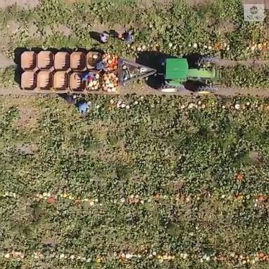 Workers at McFarland Family Farms in Utah collected pumpkins from their patch in preparation for Halloween.