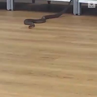 The Owensboro Fire Department helped animal control officers remove the snake from an Ulta Beauty store.