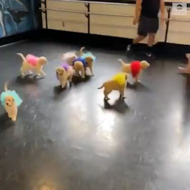 Golden retriever puppies were dressed in colorful tutus for a ballet-themed photo shoot at a Pennsylvania dance studio