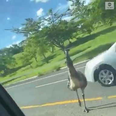 An escaped emu was spotted darting across a busy highway in Puerto Rico.