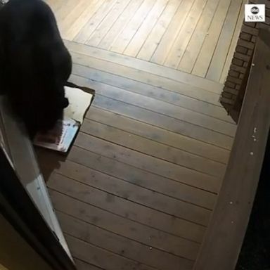 A black bear devoured a pizza left on the resident's doorstep in Colorado Springs.