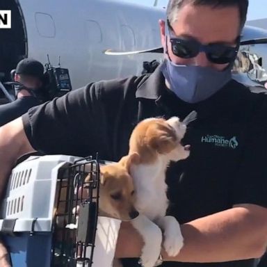 VIDEO: Dogs evacuated from Louisiana ahead of Hurricane Delta