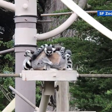 San Francisco Zoo officials announced a $2,100 reward for information leading to Maki's recovery, a ring-tailed lemur stolen from the zoo.