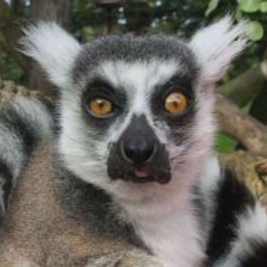 The 21-year-old male lemur was described as "highly endangered" because it required special care.