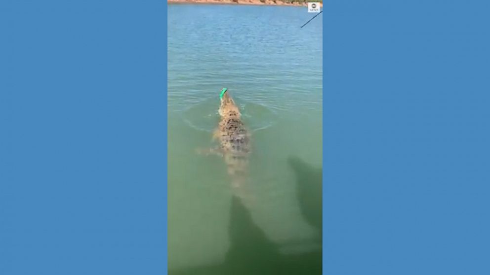 Video Fisherman hooks massive crocodile - ABC News