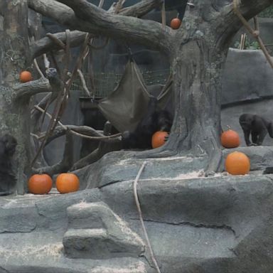 Animals enjoy halloween treats at zoo