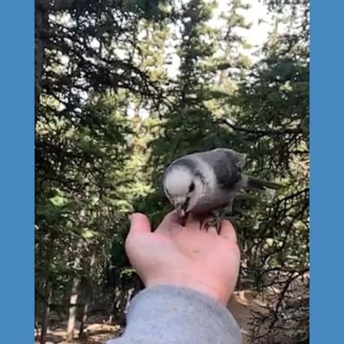 A hiker on a Colorado trail recorded a video of birds eating granola from her hand.