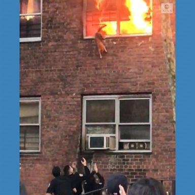 VIDEO: Cat bravely leaps from burning apartment building