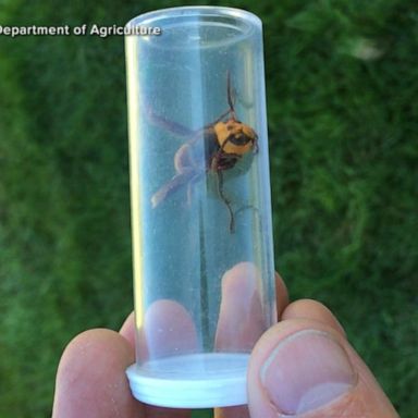 VIDEO: Did murder hornet queens escape?