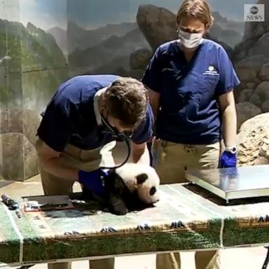 The Smithsonian National Zoo’s deputy director said the cub weighed in at 10.4 pounds. 