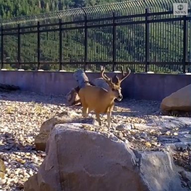 VIDEO: Wildlife overpass helps animals safely migrate