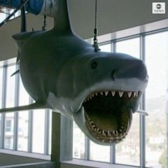 Jaws shark installed in the Academy Museum of Motion Pictures in Los Angeles