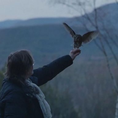 VIDEO: Rockefeller Center Christmas tree owl returns to the wild