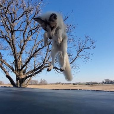 PHOTO: Jagger, a rescued fox, had a great time playing at the Saveafox Rescue in Minnesota.