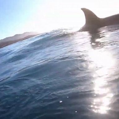 VIDEO: California man captures incredible meeting with orcas