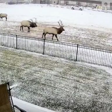 A resident of Loveland spotted a group of elk walking through the snow outside their home.