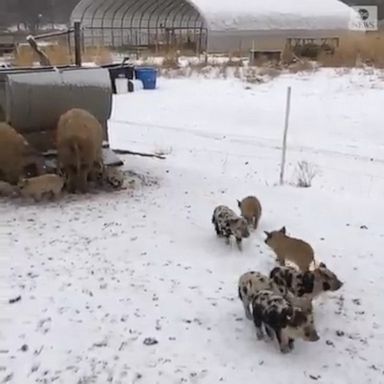 Curly-haired sows and piglets enjoyed a snowy stroll in Cedar Springs Farm, Colorado.