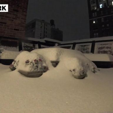 VIDEO: Timelapse of snow building up in NYC