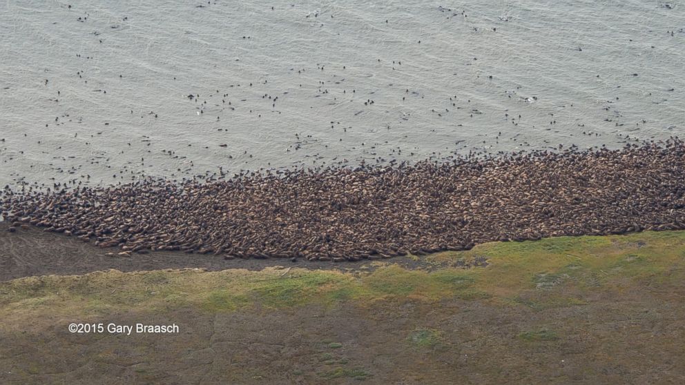 PHOTO: Aerial photographs made by Gary Braasch on Aug. 23, 2015 show thousands of Pacific walrus coming ashore near Point Lay in Alaska.