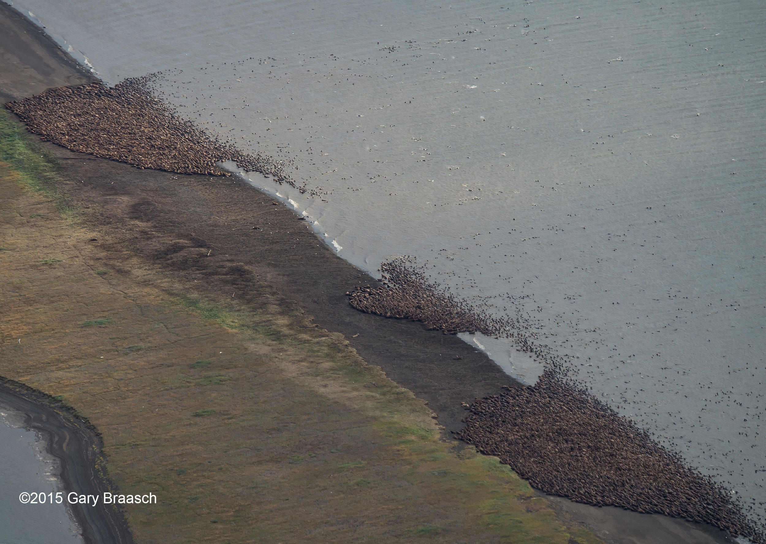 PHOTO: Aerial photographs made by Gary Braasch on Aug. 23, 2015 show thousands of Pacific walrus coming ashore near Point Lay in Alaska.