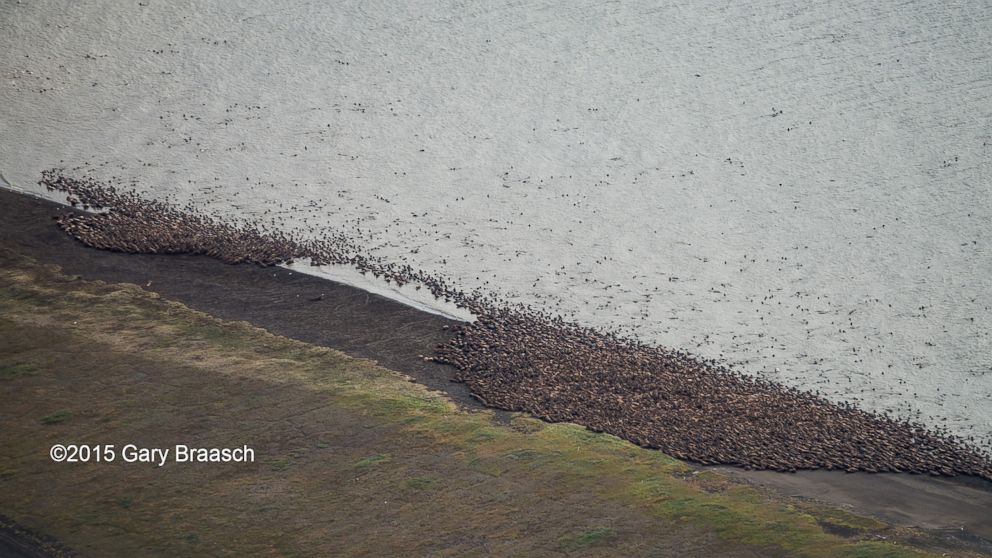 Aerial photographs made by Gary Braasch on Aug. 23, 2015 show thousands of Pacific walrus coming ashore near Point Lay in Alaska.