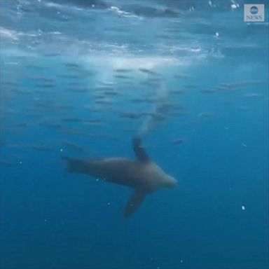 Underwater footage recorded by Blake Hill, a whale watcher, shows dolphins and sea lions swooping through schools of fish near Oceanside, California.