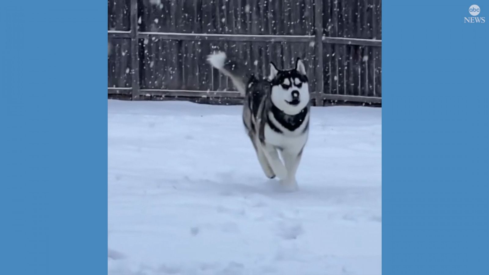 Husky bounces through deep snow - Good Morning America