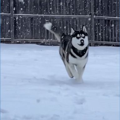 Slow-motion video captured a husky running through the snow in Vermont.