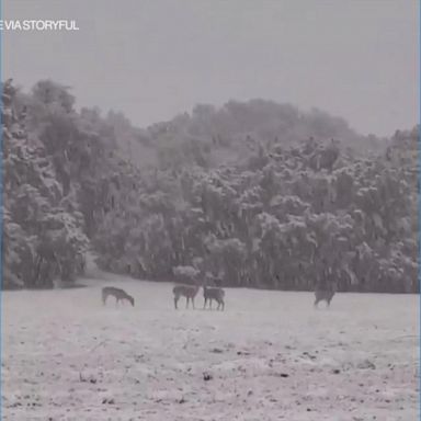 Deer play in snow as winter storm hits Texas