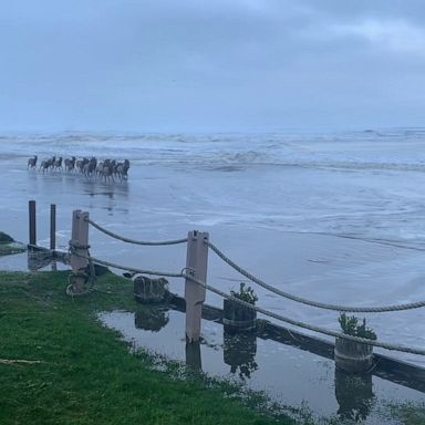 VIDEO: Elk run through the surf on Oregon beach