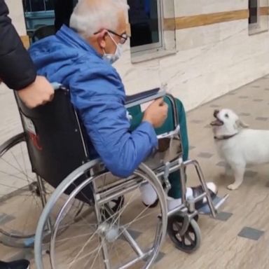 VIDEO: Devoted dog waits for days outside hospital where sick owner is treated