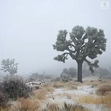 Joshua Tree National Park saw snowfall as a winter storm brought colder conditions to California. 