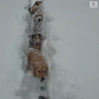 A professional dog walker created a path through heavy snow for six four-legged hikers in Truckee, California.