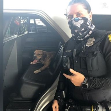 A missing dog was found on a highway in Tampa, Florida, where police officers caught the pup and took it to a pet resource center before being reunited with its owner.