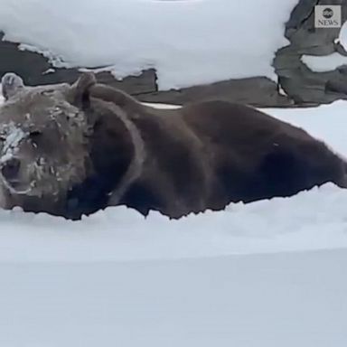 The Orphaned Wildlife Center in Otisville, New York, filmed Randy the bear rolling in the snow.