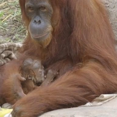 It's the second born at the zoo in New Orleans over the last two years.